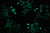 Enchanted Under The Sea (Glow In The Dark) - ZIPIT BEDDING®
